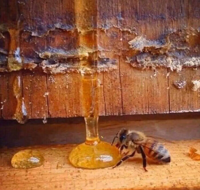 La abeja vive menos de 40 días, visita al menos 1.000 flores y produce menos de una cucharadita de miel. Para nosotros es sólo una cucharadita de miel, pero para la abeja es una vida. Gracias, abejas