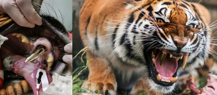 After An Accident This Tiger Had Its Tooth Replaced With A Gold One