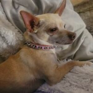 lisasmileyhayes63 avatar