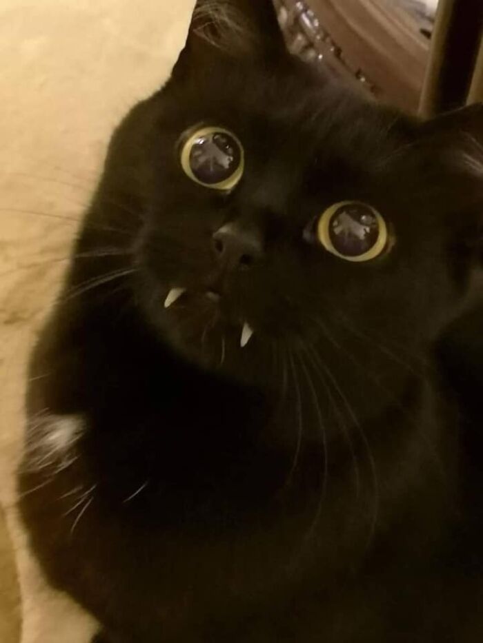 50 Times Cats Had Such ‘Powerful Auras’, Their Owners Just Had To Take A Pic
