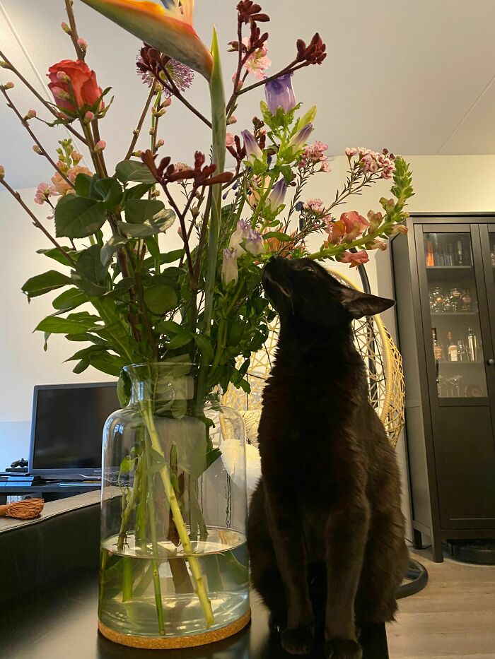 Our Void Turned 10 The Other Day And She Loves Flowers, So We Bought Her A Bouquet For Her To Smell