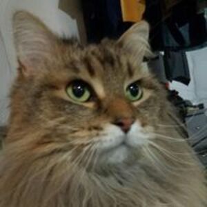 chantellemariewatson avatar