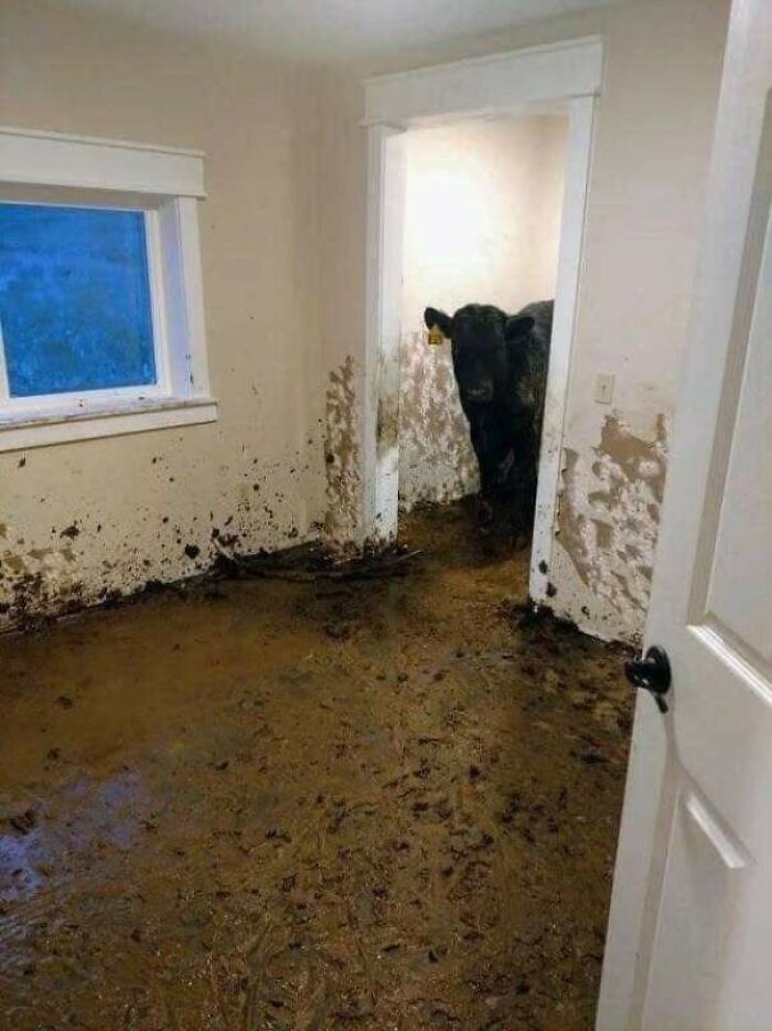 A Small Herd Of Cows Found Their Way Into A Newly Built Home In Montana And Lived Inside For About A Month Before Being Noticed