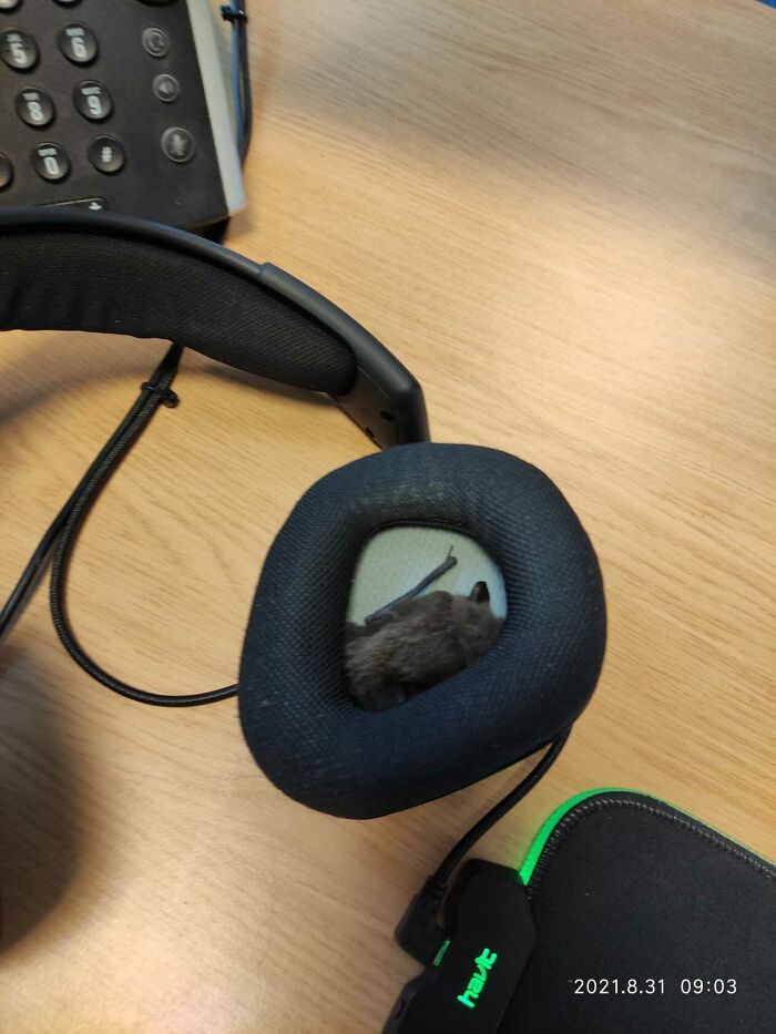 Started Work This Morning, Put My Headset On, Felt Something Furry In My Ear, Looked And There Is A Bat In My Headset