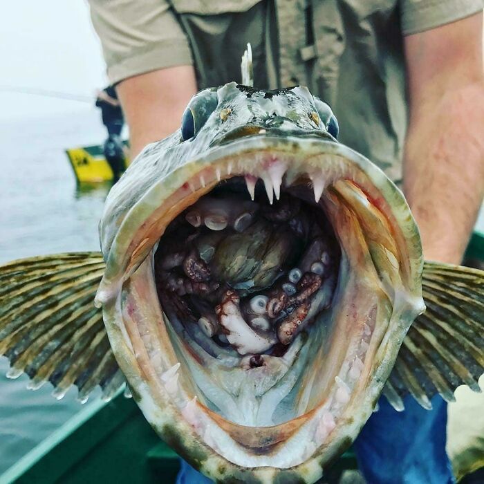 Someone In Oregon Caught This Ling Cod, Complete With A 'Belly Full' Of Octopus...