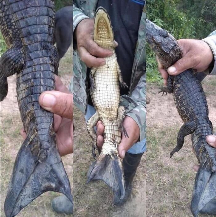 A Caiman With An Unusual Tail