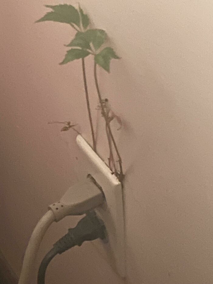 There Are Plants Growing Through My Electrical Socket