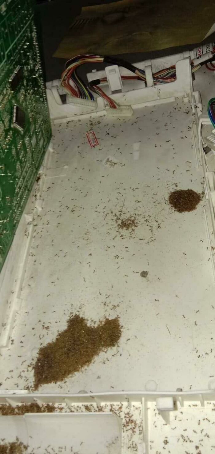 Refrigerator Stopped Getting Cold. Technician Arrived This Morning And Found These Mofos Just Hanging Out Inside. Those Are All Ants