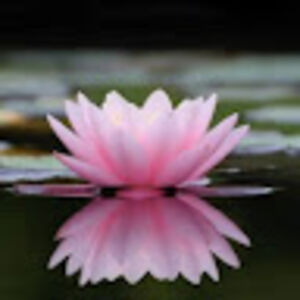 mariethornhill avatar