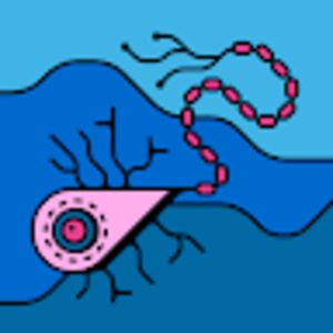 lastbrane-sell avatar