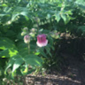 margarethagerman avatar