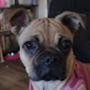 familysantoro avatar