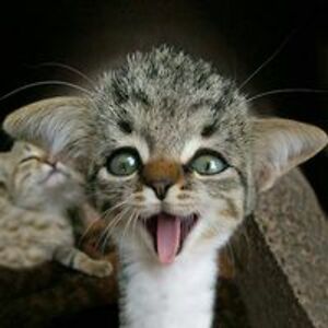 alon_karnibad avatar