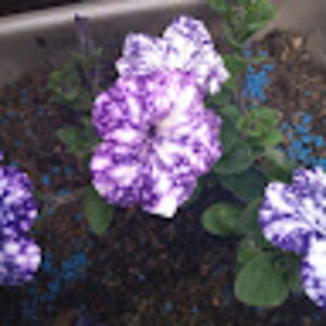 irinabondariuk avatar