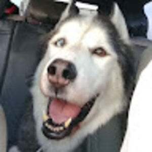 robertmcceney avatar