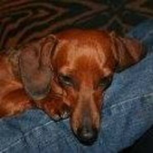 carly_blankevoort avatar