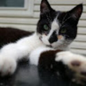 stephaniepack avatar