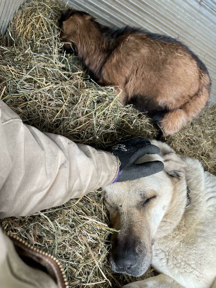 Livestock Guardian Esinti Sleeping With The Smallest Of The Herd