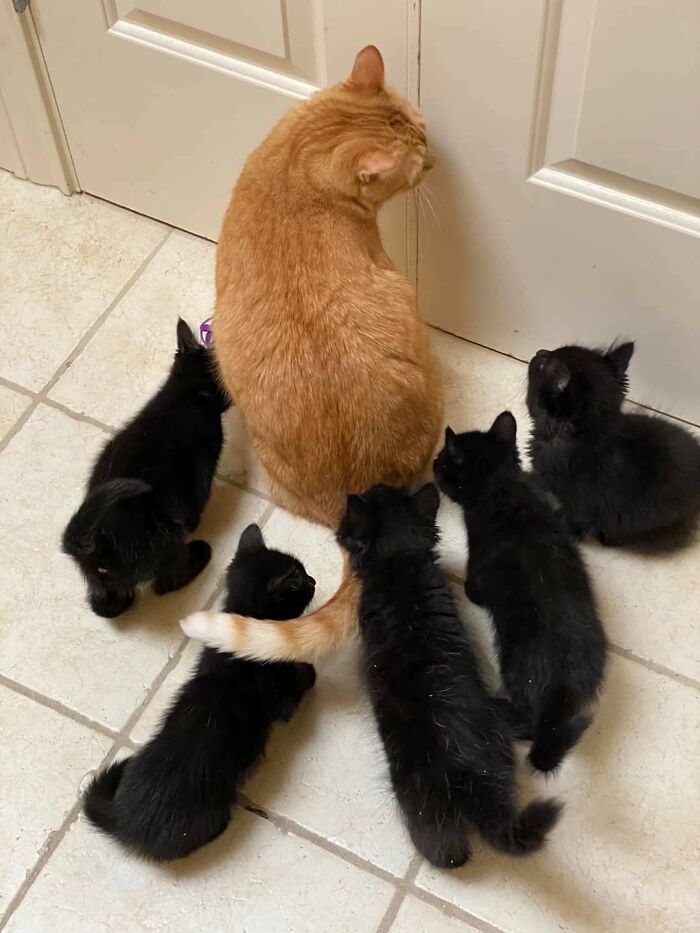 A Rescue Near Me Just Posted This Picture Of A "Foster Uncle" With His New Shadows