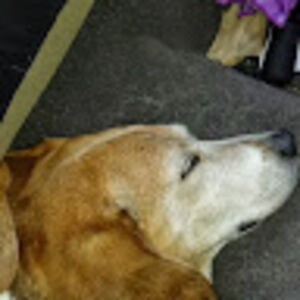 catherinetetreault avatar