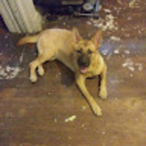 moniquewilliams avatar