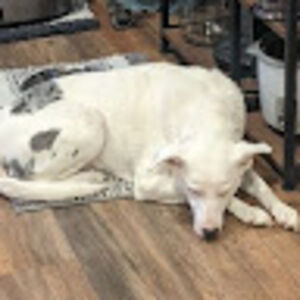 sammihenderson avatar