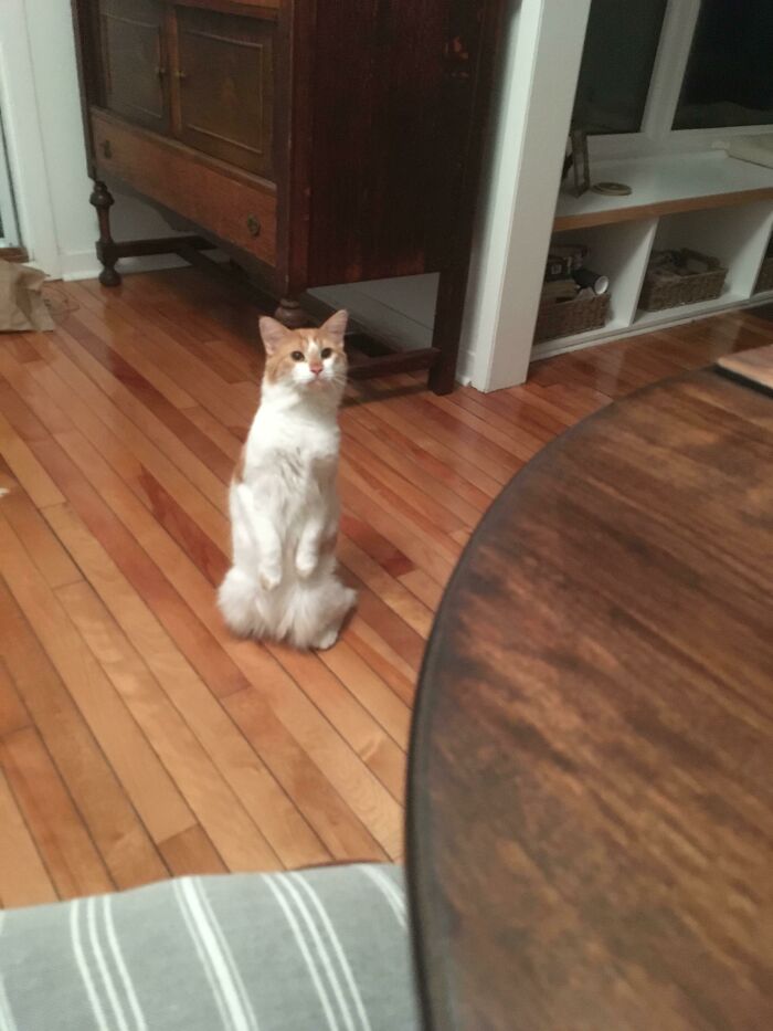 My Mom’s Cat Robbie. She Said He Just Sat Like This For A Minute, Which Has To Be True Because My Mom Doesn’t Know How To Take A Photo Faster Than That