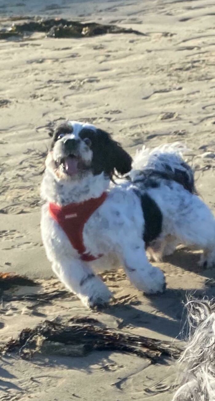 Pic Of A Pupper I Met At The Beach The Other Day
