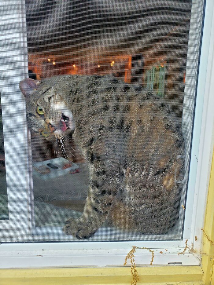 My Cat Attempting To Open The Window... With His Head