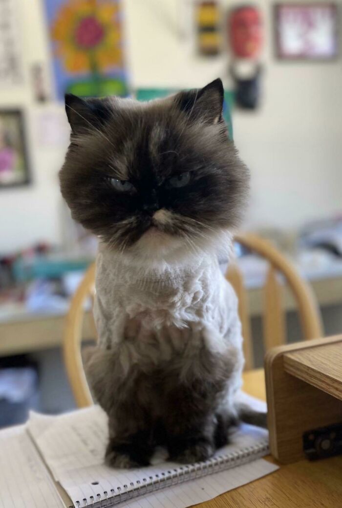 Friend’s Cat Got A Haircut. She Seems Very Pleased