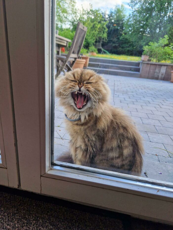 Hooooooman, I Order You To Open That Door!!!!