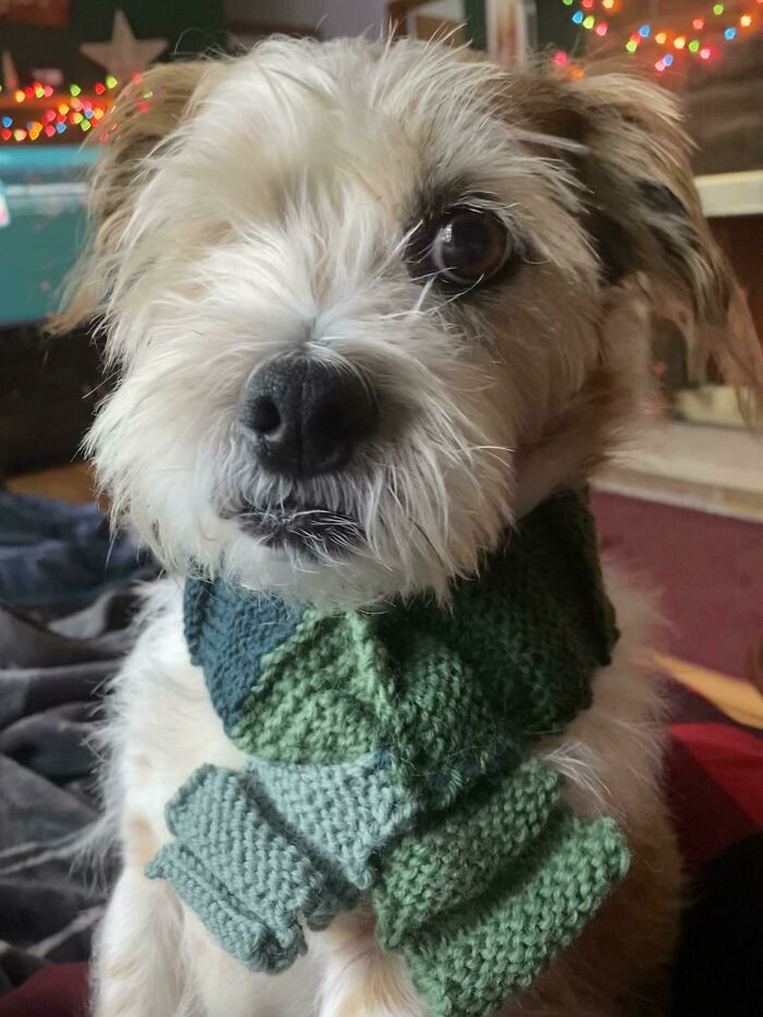 I'm From Ireland, Moved To US To Be With My US Wife, My Dog Came Too, Of Course. My Mum Knitted Him An "Irish" Scarf To Keep Him Warm In Ohio Winters And Sent It Over 
