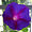 gorgeflower avatar