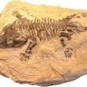 profesorciencias avatar