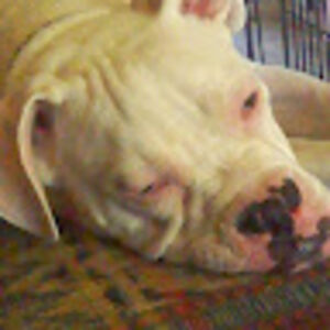 elvisneedsboatsbennett avatar