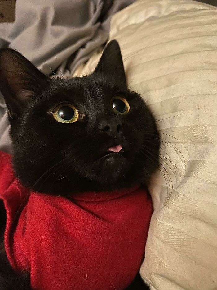 My Little One Domino Making The Cutest Blep