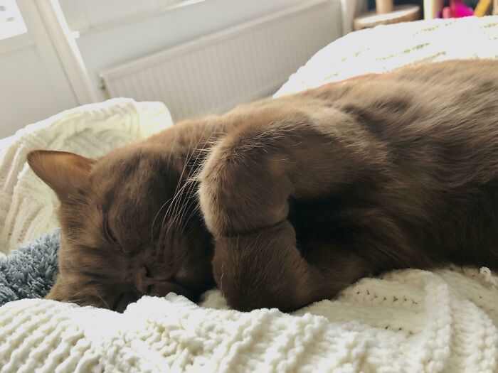 So My Cat Just Casually Displayed The World’s Cutest Curled Feetsies And I Can’t Contain My Adoration