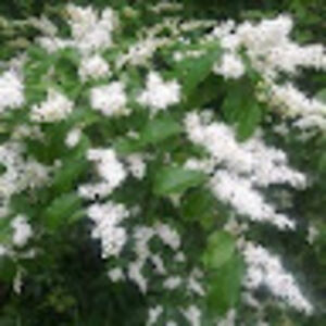 shirandemontaigne avatar