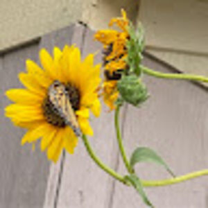 randimccreary avatar