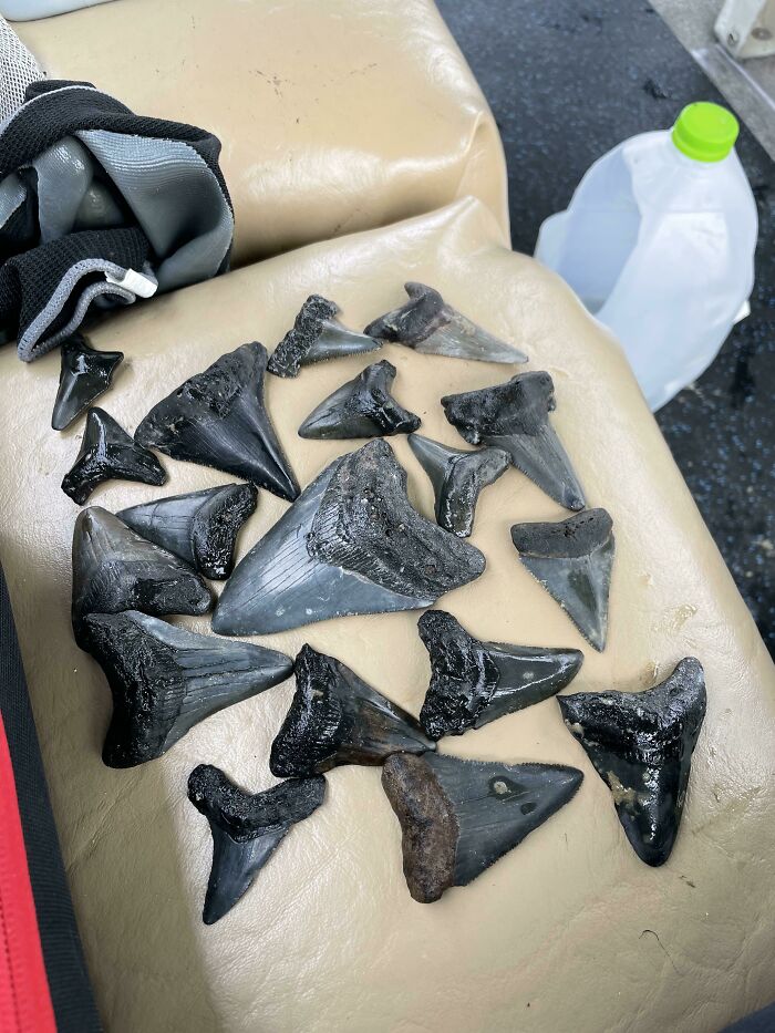 A Few Shark Teeth I Found While Diving In A River