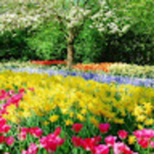 naseerakathree-osborne avatar