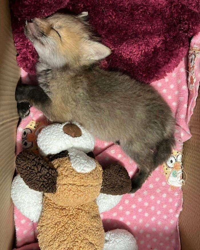 My Family Found A Fox On The Road And They Kept It For A Day