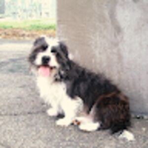 jenwombatexcelsior avatar