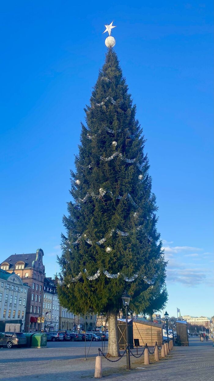 The Kinnevik Tree In Stockholm Is The Tallest "Real" Christmas Tree In The World