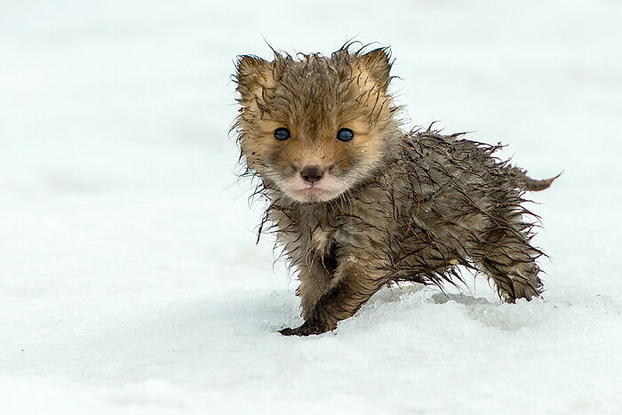 Wet Baby Fox