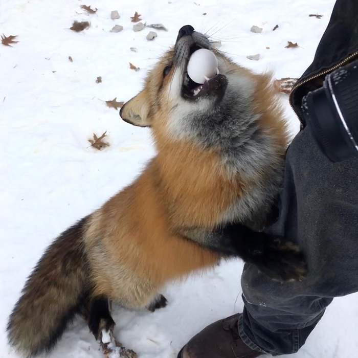 Friendly Fox Has A Present For You
