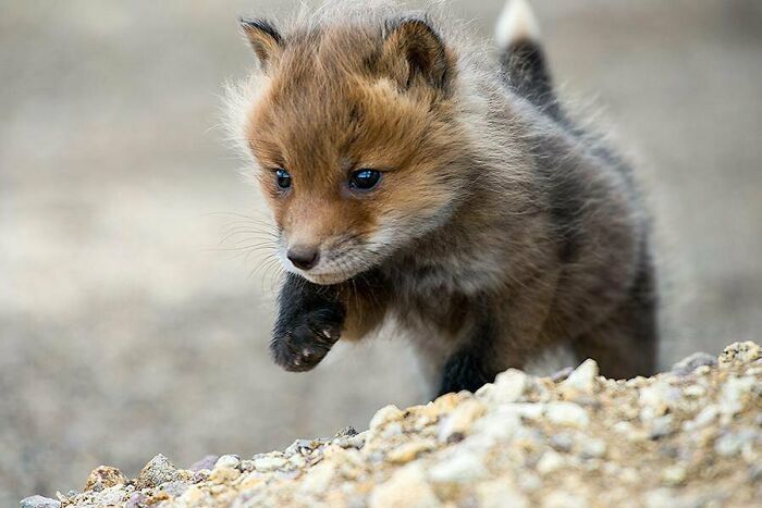 Baby Foxes Are So Cute