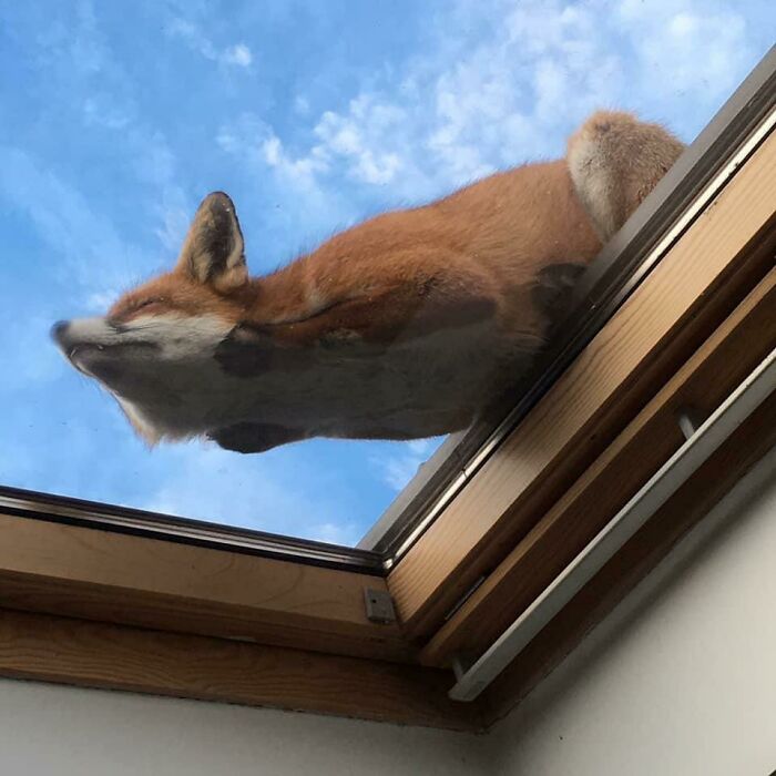 Fox Sleeping On A Skylight