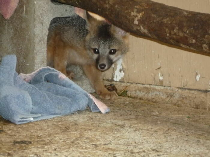 More Cute Foxes You Say? How About A Baby Grey Hiding In A Cinder Block?
