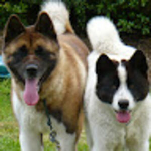 mickycunningham avatar